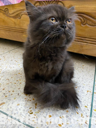 Semi punch persian cat